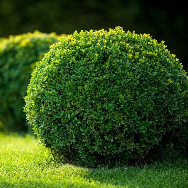 Boxwood Bushes Round Shape — Lewiston, ID — Definitive Landscapes & Concrete, LLC