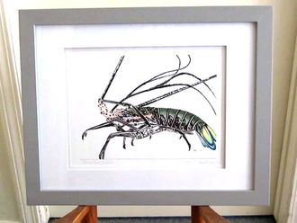 Painted Spiny Lobster Drawing
