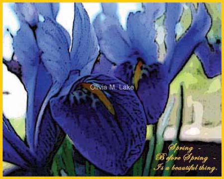 iris images