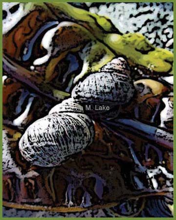 Periwinkles