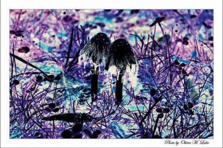 Inky cap images