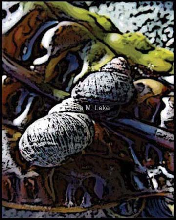 perwinkles
