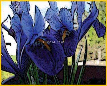 iris images