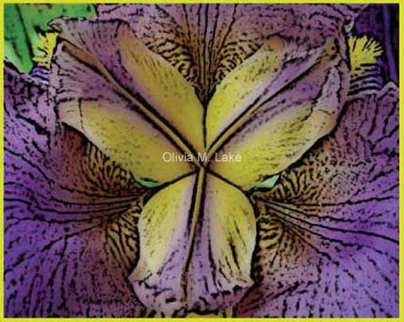 Iris images
