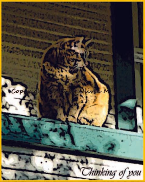 orange cat note card