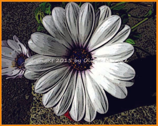 osteospermum