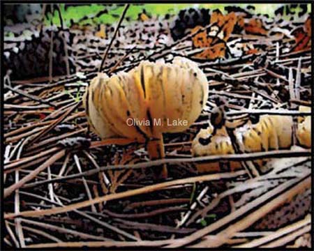 mushrooms