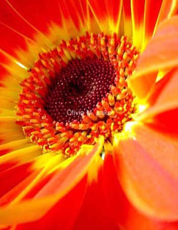 Transvaal Daisy Gerbera Print by Olivia M. Lake