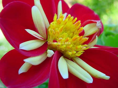 PP3 7.5 x 10 Signed Dahlia Print by Olivia M. Lake
