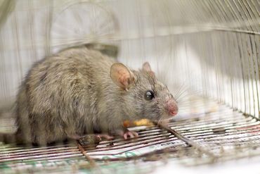Commercial Pest Control Mount Olive, NC