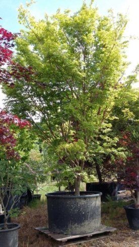 piante da giardino
