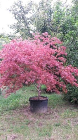 alberi e piante