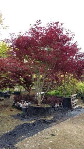 vendita alberi