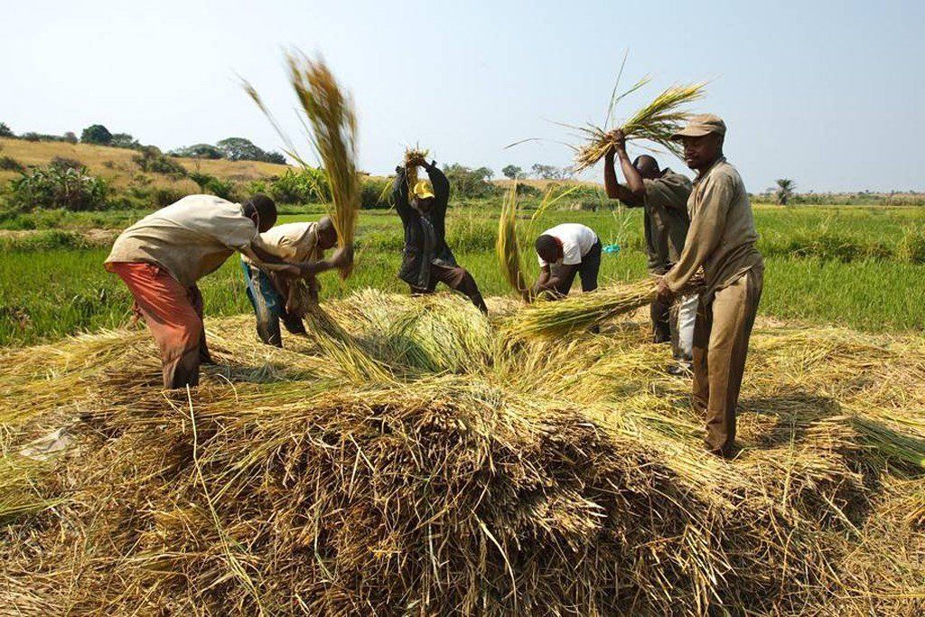 Global food prices fall in August as cereal output heads for record high