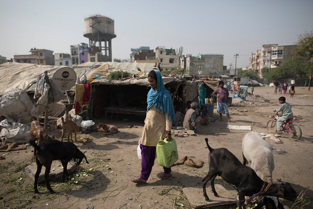 A woman carrying a bucket of water is surrounded by goats