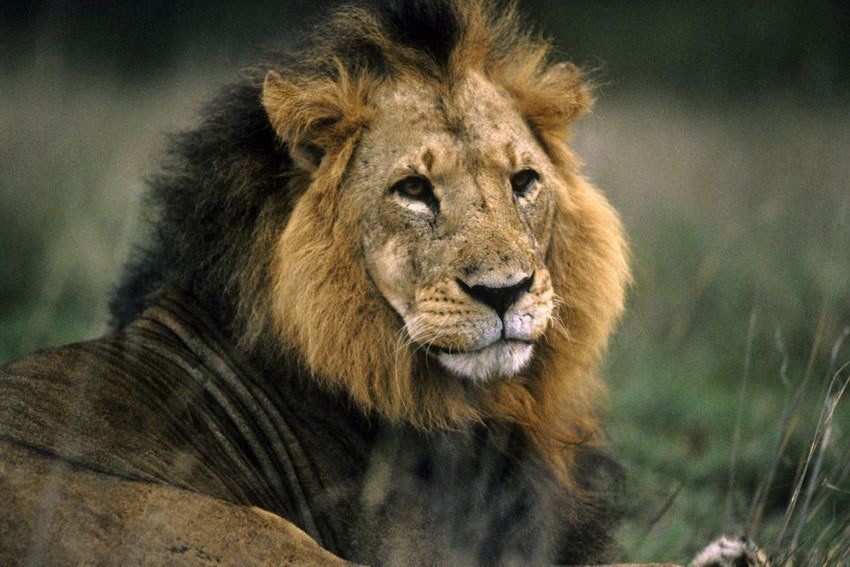 Wildlife conservation, sustainable development in spotlight at UN-backed conference