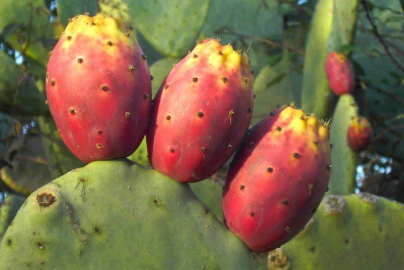 A close up of a prickly pear cactus with red fruit growing on it.