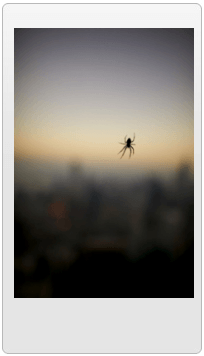Spider — Electronic Pest Control in Yorkville, IL Spider — Electronic Pest Control in Yorkville, IL
