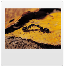 Two Ants in leaves — Pest Control in Yorkville, IL Two Ants in leaves — Pest Control in Yorkville, IL