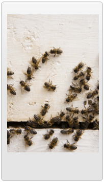 Bees — Exterminator in Yorkville, IL Bees — Exterminator in Yorkville, IL