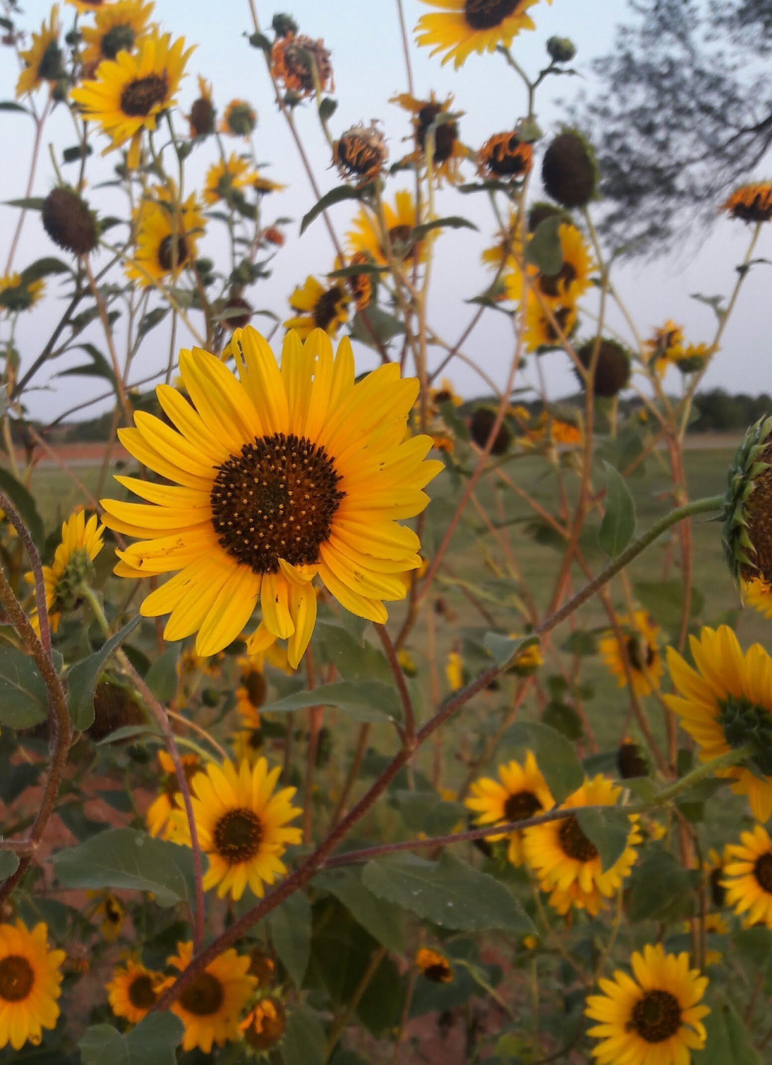 sunflower