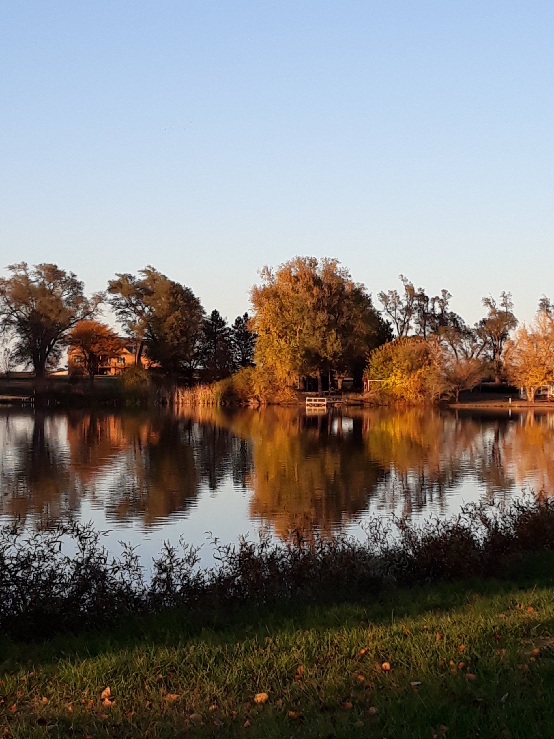 lake with geese