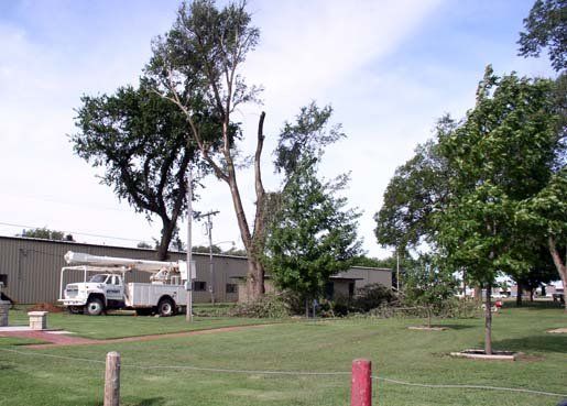 truck and tree