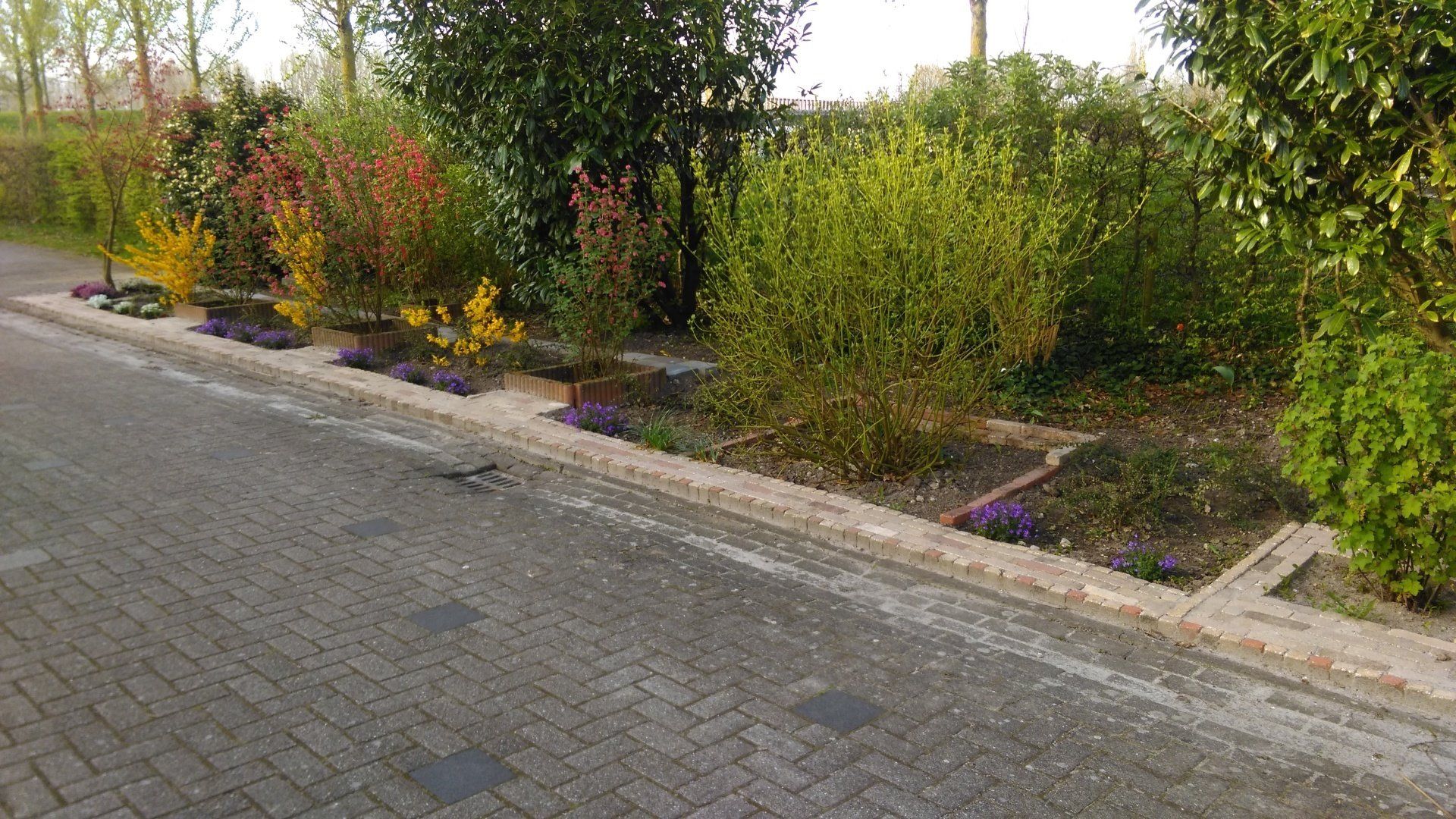 Een rij jonge struiken en bomen langs een geplaveide weg, met mulchbedden en groen blad.
