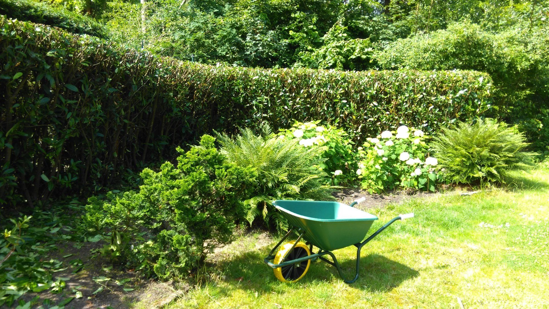 Groene kruiwagen in een zonnige tuin naast een heg en bloeiende struiken.
