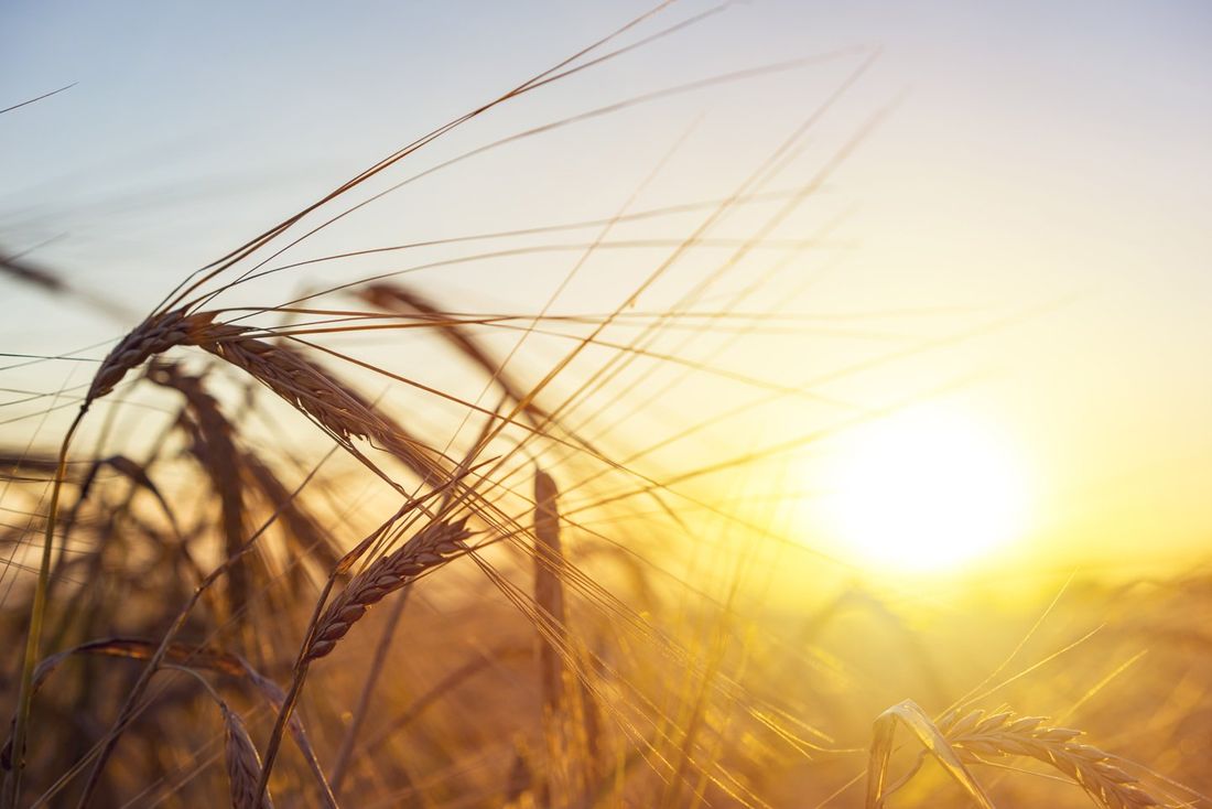 campo di grano al tramonto