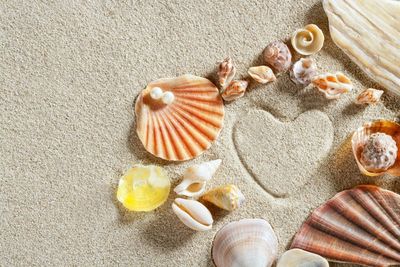 Sea Shells on the Sand — Jupiter, FL — Michael L. O'Hara Jr., Psy.D