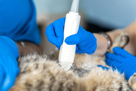 apparecchiatura veterinaria per ecografia