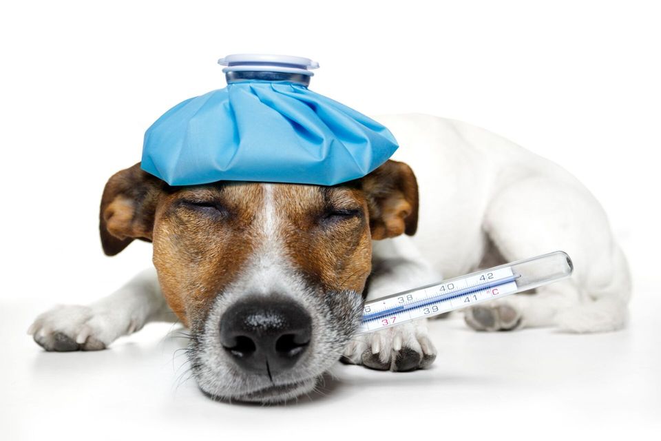 rappresentazione servizi veterinari