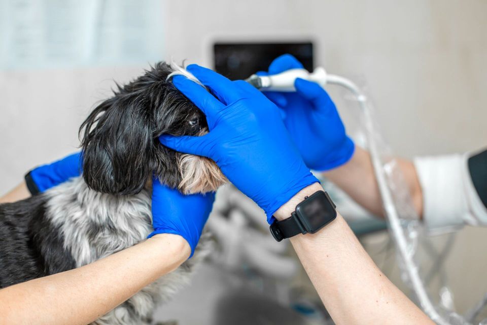 radiografia computerizzata per cane