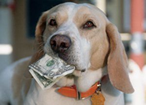 A light-colored dog with long ears wears an orange collar and holds a folded dollar bill in its mouth.