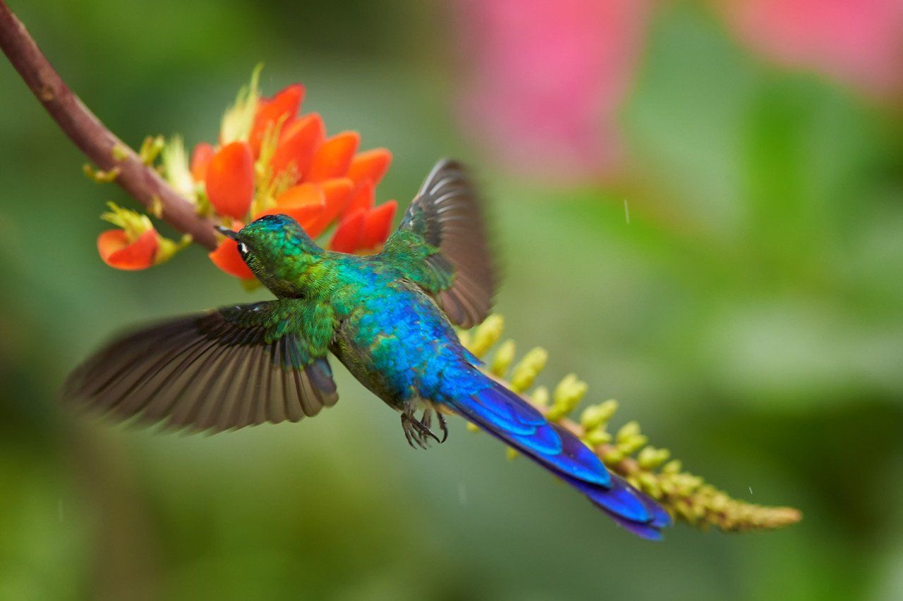 Ein leuchtend blauer und grüner Kolibri trinkt Nektar aus einer strahlend orangefarbenen Blüte.
