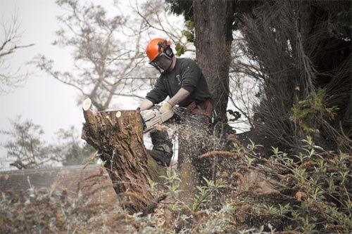 HANDLING YOUR TREE WORK