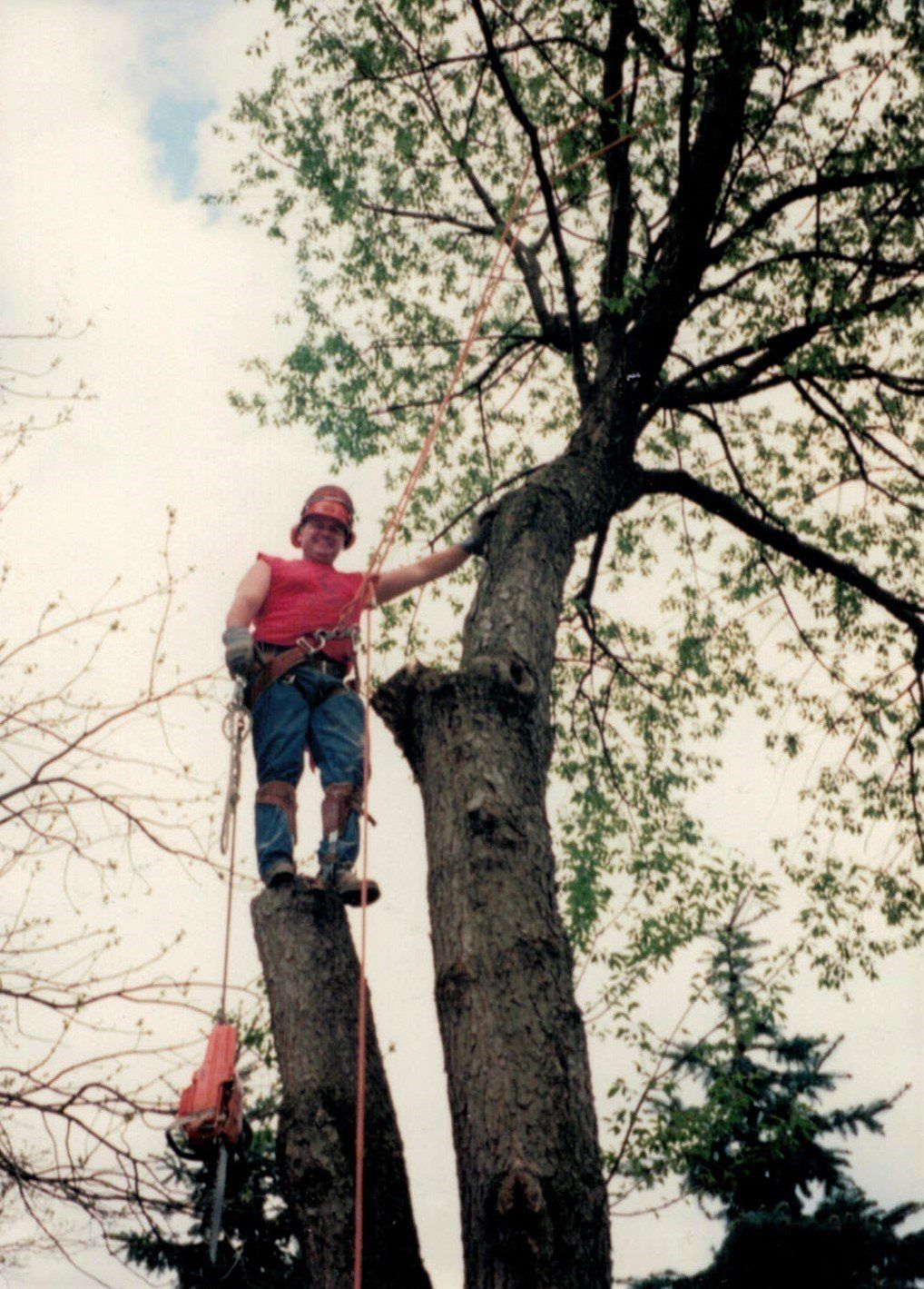 Cutting Tree Branches — Portage, MI — J & B Professional Tree Service, Inc.