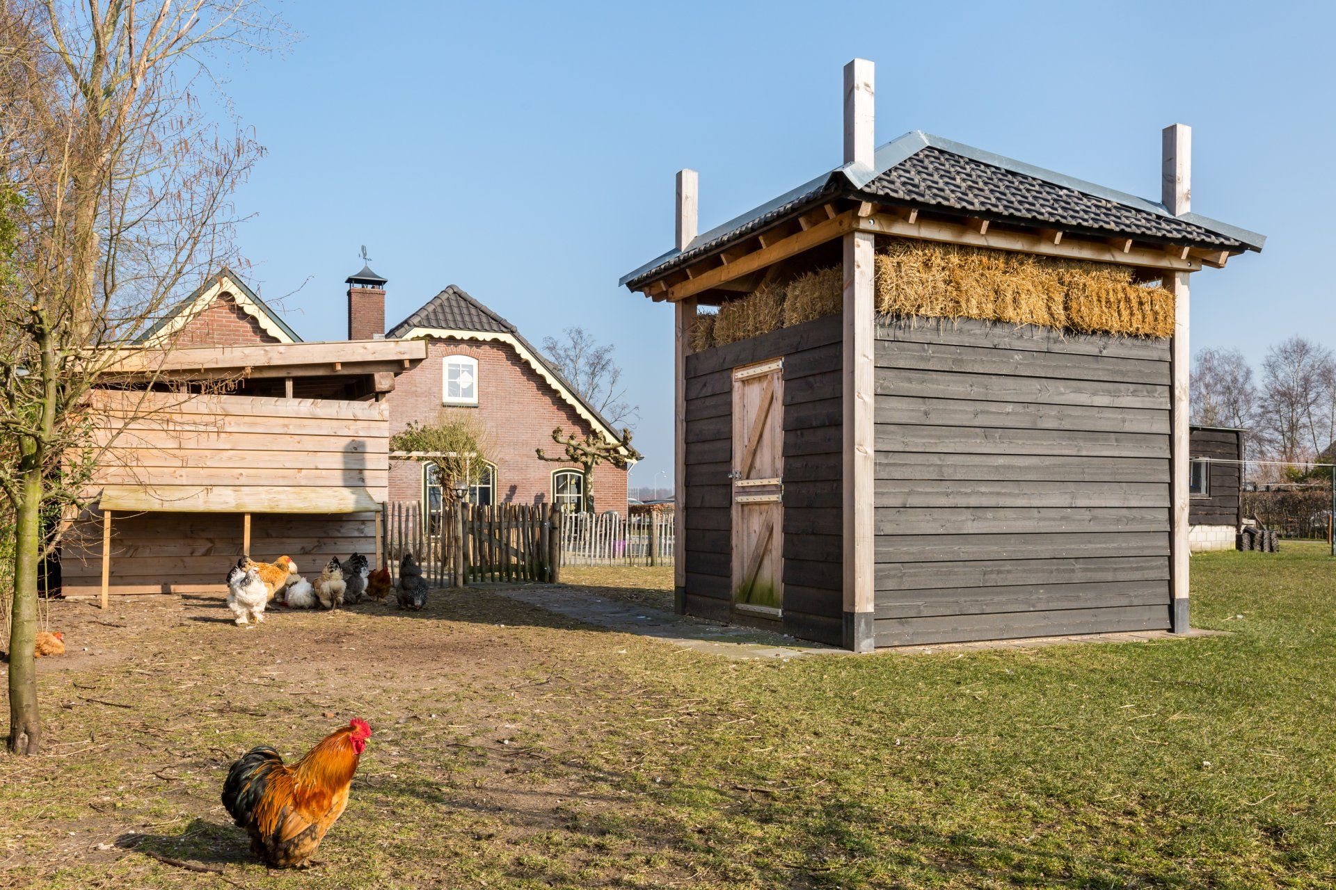 Een haan loopt rond in een grasveldje vlakbij een houten kippenhok en een moderne schuur met stro-isolatie.