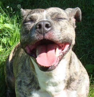 happy rescued dog