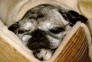 sleeping dog