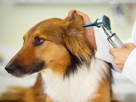 ear cleaning