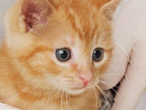 a brown kitten