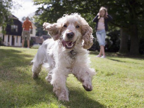 a dog with furr