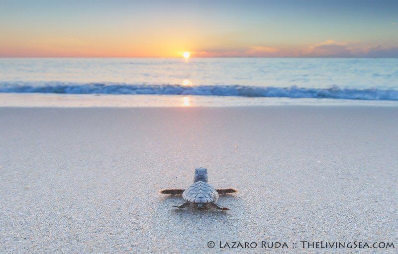 baby sea turtle