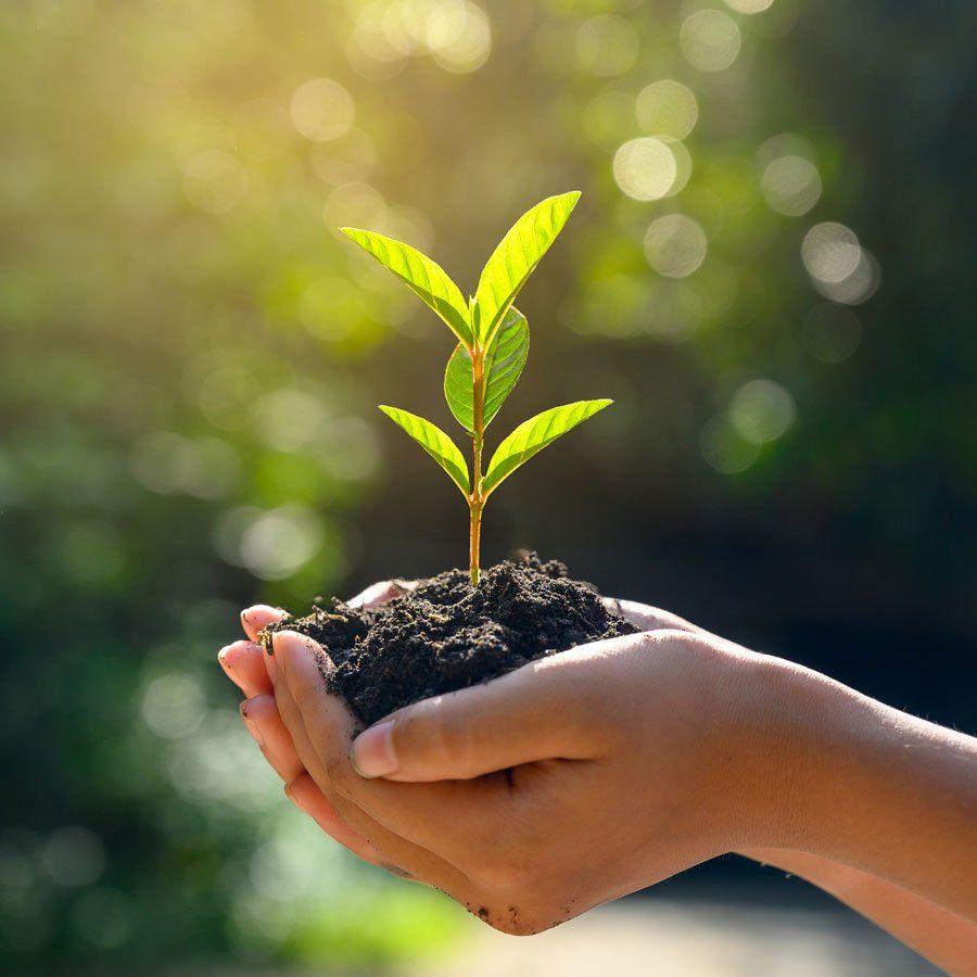 Hand Holding Plant — Hempstead, NY — Harder Services Inc Hand Holding Plant — Hempstead, NY — Harder Services Inc