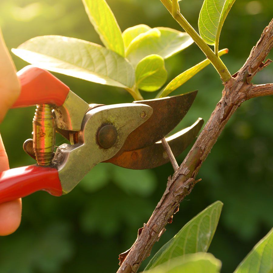 Pruning Trees — Hempstead, NY — Harder Services Inc Pruning Trees — Hempstead, NY — Harder Services Inc