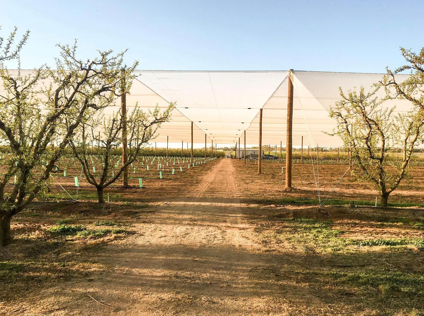 Cross Netting
