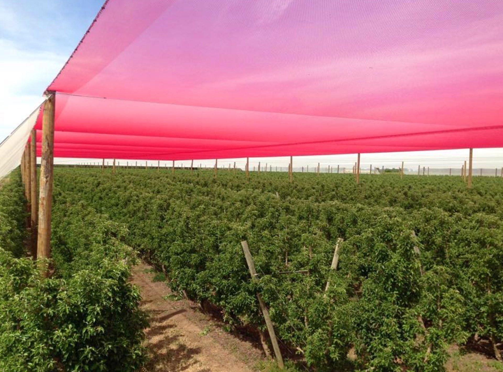 Pitched Pink