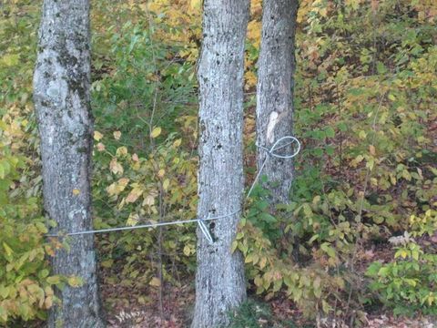 Vermont maple trees for sugaring in the Northeast Kingdom